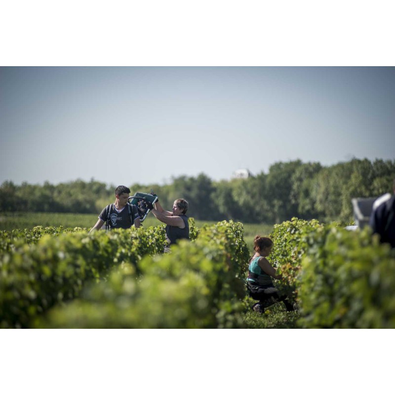 Ch.Sociando Mallet 2018