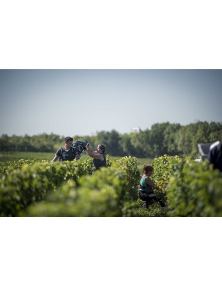 Ch.Sociando Mallet 2018